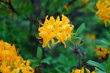 Golden Yellow Deciduous Azalea Flowers