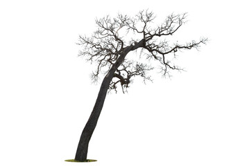 Wall Mural - Dead tree isolated on a white background, clipping  path.