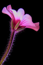 A Backlit Pink Geranium Maderense Flower