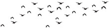  Png Flock Of Birds For Photo Background