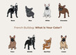 French bulldog breed, dog pedigree drawing. Cute dog characters in various poses, designs for prints adorable and cute Bulldog cartoon vector set, in different poses. All popular colors. Fawn.