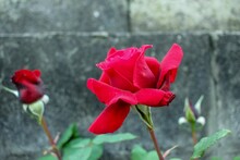 Closeup Shot Of A Blooming Bright Red Rose On A Bush