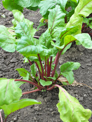 Wall Mural - Table red beets grow in open organic soil