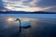 Swan Swimming In A Lake At Sunset