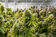 Cannabis Marijuana Grow