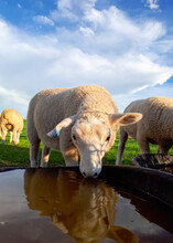 Lamb With It's Reflection In The Water Tub. 