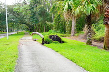 Fallen Large Tree Showing Roots Uprooted And Toppled Down Over A Walkway In A Park In The Aftermath Of A Violent Disaster Hurricane