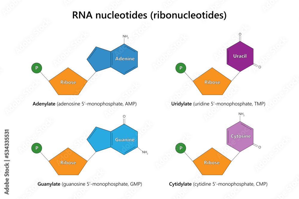 Rna Nucleotide Drawing Labeled