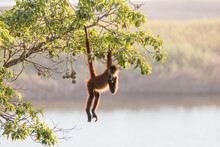 Spider Monkey Hanging Over The Lagoon
