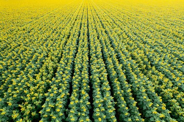 Wall Mural - Bird's eye view of the sunflower field. California, USA