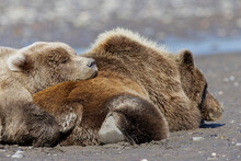 Female Grizzly Bear With Second Year Cub Sleeping On Her Back, Lake Clark National Park And Preserve, Alaska