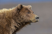 Grizzly Bear, Lake Clark National Park And Preserve, Alaska