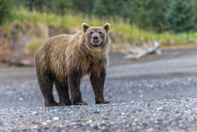 Grizzly Bear, Lake Clark National Park And Preserve, Alaska