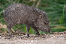 USA, Arizona. Javelina Feeding. Collared Peccary Adult With Young, In A Marsh Area.