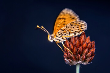 Macro shots, Beautiful nature scene. Closeup beautiful butterfly sitting on the flower in a summer garden.