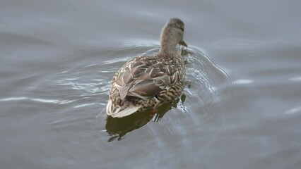 Poster - HD of a duck swimming in the water