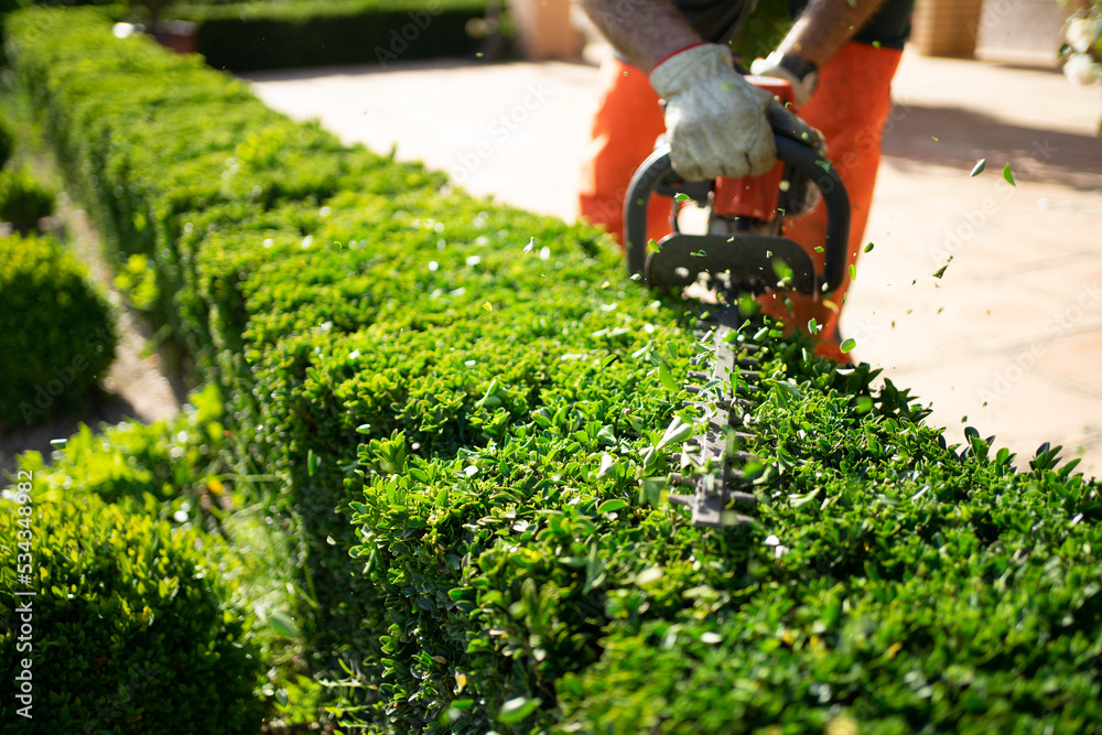 Home and garden concept. Hedge trimmer in action. Shrub trimming work ...
