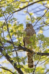 Sticker - Vertical shot of a Cooper's hawk bird perched on a branch