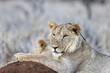 Closeup of a majestic lioness resting on grass in the beautiful Lewa Wildlife Conservancy in Kenya