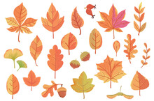 Big Set Of Vector Autumn Icons, Fall Stickers: Leaves, Mushrooms, Hedgehog, Chestnuts, Oak Acorn, Rose Hips, Viburnum, Rowan, Lettering, Maple Seeds, Hazelnut.