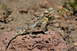 USA, California, Mono County. Southern desert horned lizard suns on rock.