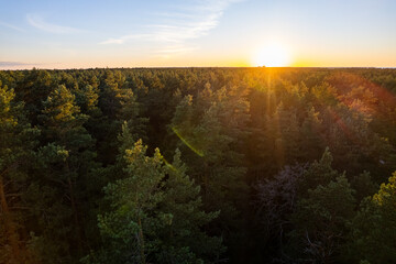  Drone aerial shot of green pine forests and spring birch groves with beautiful texture of golden treetops. Sunrise in springtime. Sun rays breaking through trees in mountains in golden time