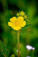 USA, Colorado, Young Gulch. Leafy Cinquefoil Flower.