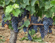 © Colleenashley - Bunches of black grapes hanging on a vine