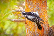 USA, Colorado, Fort Collins. Female downy woodpecker on tree trunk.