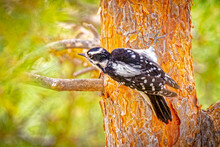 USA, Colorado, Fort Collins. Female Downy Woodpecker On Tree Trunk.