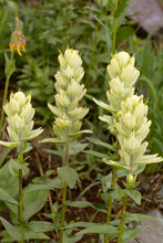 USA, Colorado, Uncompahgre National Forest. Yellow Paintbrush Flowers Close-up.