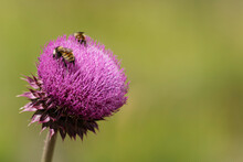 USA, Colorado, San Juan Mountains. Bees On A Musk Thistle.
