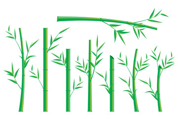 Wall Mural - vector bamboo tree. illustration of a bamboo tree on a white background. isolated bamboo tree