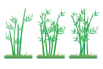 Wall Mural - vector bamboo tree. illustration of a bamboo tree on a white background. isolated bamboo tree