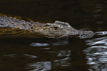 Saltwater Crocodile, Crocodylus Porosus, Florida
