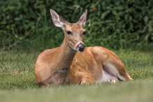 White-tailed Deer Lying Down Resting, Kentucky