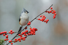 Tufted Titmouse And Red Berries, Kentucky
