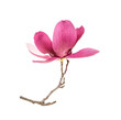 Leinwandbild Motiv magnolia spring branch isolated on white background