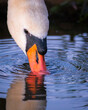 swan on the water drink