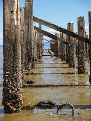 Canvas Print - Old jetty posts in shallow muddy harbour