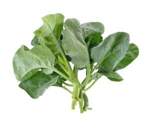 Wall Mural - chinese kale on transparent png