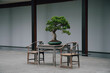 Bonsai tree and chairs