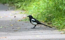 View Of A Eurasian Magpie Perching On The Asphalt By The Grass