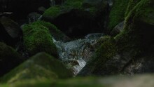 Slow Motion Tight Shot Of Water Trickling Over Rocks In Creek In Dark Mossy Forest In Pennsylvania In Summer