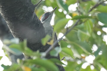 Poster - japanese green woodpecker on a branch