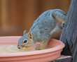 Squirrel Drinking from a Bird Bath