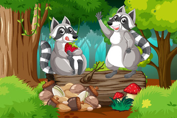 Wall Mural - two raccoons in the forest