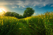 © Thinapob - Beautiful landscape scenery of yellow sunn hemp field yellow flowering blooming in fields for soil improvement at sunset sky with white clouds in Thailand.