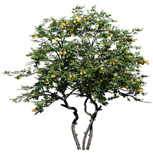 Lemon Tree – Front View