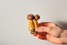 Man's Hand Holds Two Edible Polish Mushrooms With Brown Caps And Yellow Stems On A White Background. Autumnal Harvest.